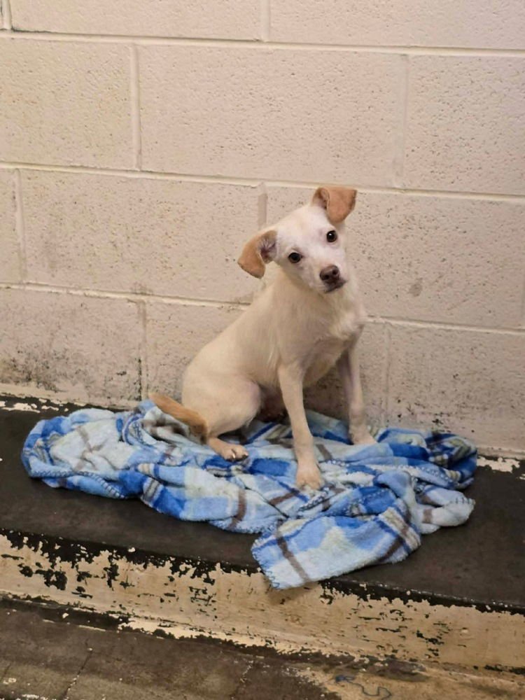 SNOW CHI - Chihuahua available for adoption