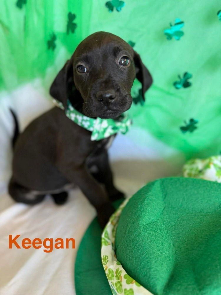 LUCKY CHARMS :  KEEGAN - Golden Retriever / Labrador Retriever available for adoption