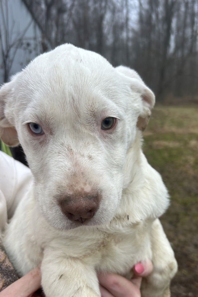 SRV ALL STARS : BOSTON ROB - Labrador Retriever / Shepherd available for adoption