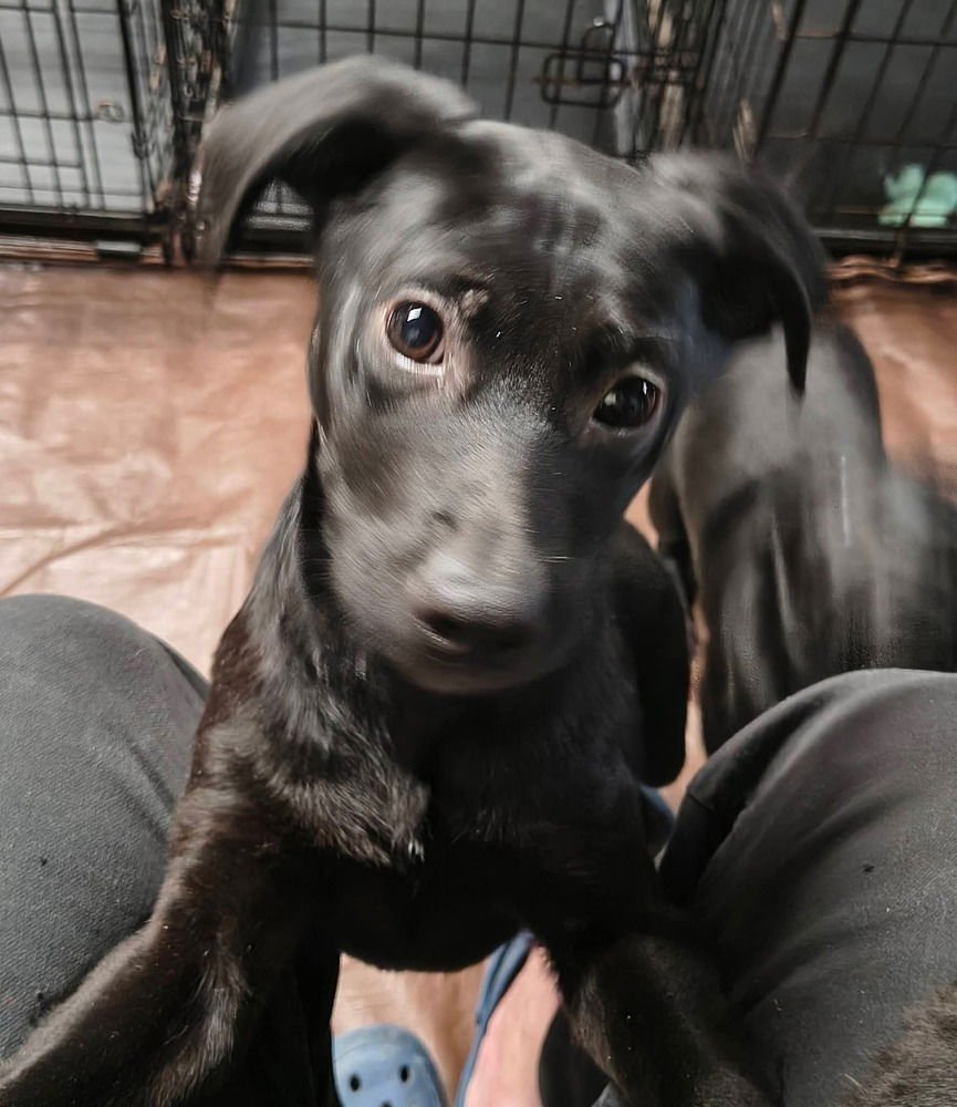 GARBAGE PAIL KIDS : SIX SEVEREN - Flat-coated Retriever / Border Collie available for adoption