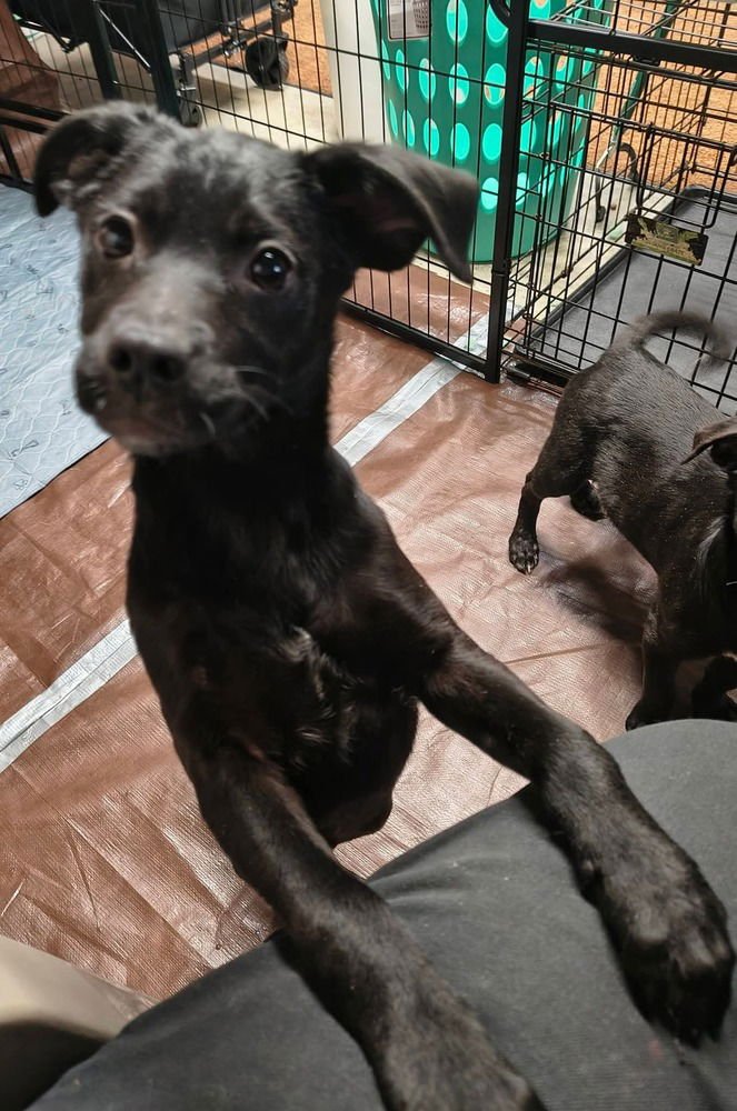 GARBAGE PAIL KIDS : SIX SEVEREN - Flat-coated Retriever / Border Collie available for adoption