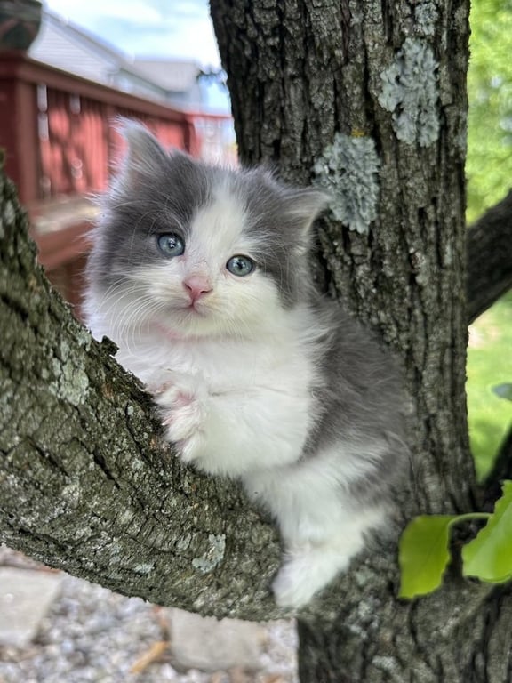 Walnut Kitties : Fluff Image