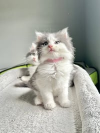 Walnut Kitties : Fluff - Photo 3