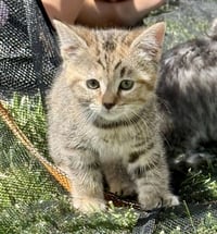 LBT Kitties : Petrie - Photo 1