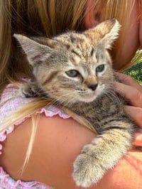 LBT Kitties : Petrie - Photo 2