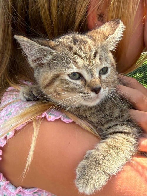 LBT KITTIES : PETRIE - Domestic Short Hair available for adoption