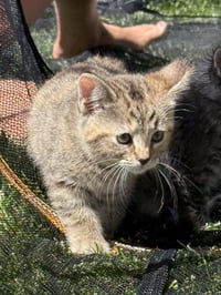 LBT Kitties : Petrie - Photo 3