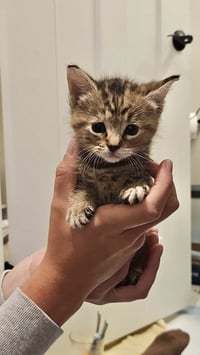 LBT Kitties : Petrie - Photo 4
