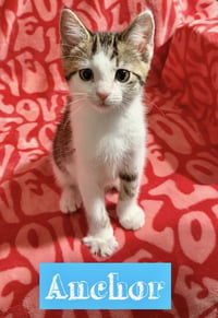 Nautical kittys : Anchor - Photo 1