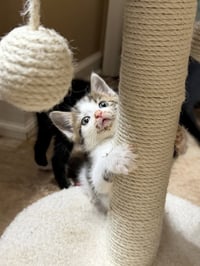 Nautical kittys : Anchor - Photo 3