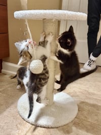 Nautical kittys : Anchor - Photo 4