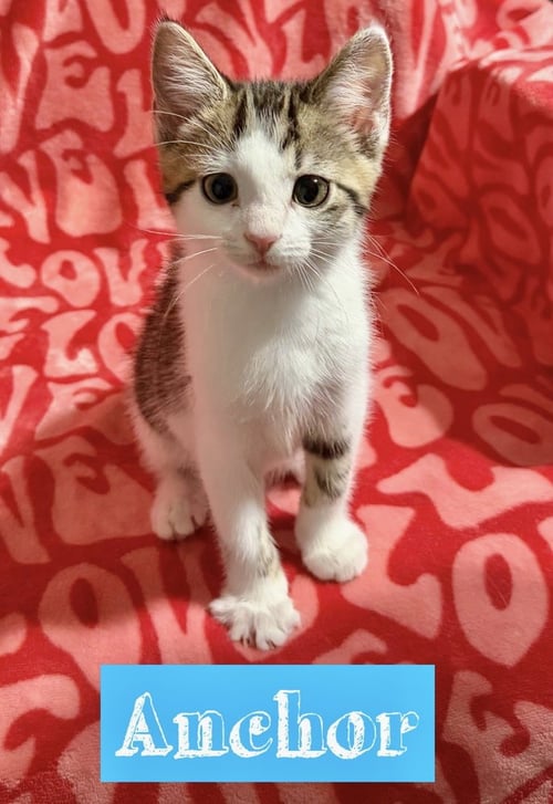 NAUTICAL KITTYS : ANCHOR - Domestic Short Hair available for adoption