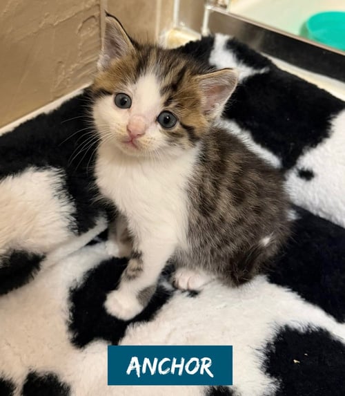 NAUTICAL KITTYS : ANCHOR - Domestic Short Hair available for adoption