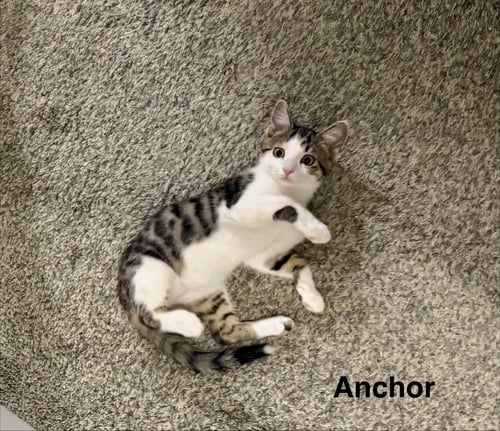 NAUTICAL KITTYS : ANCHOR - Domestic Short Hair available for adoption
