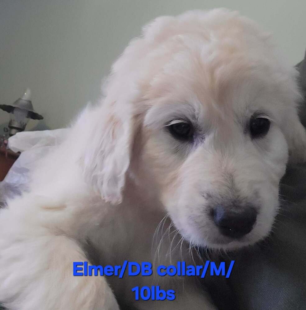 LOONEY TUNES : ELMER - Great Pyrenees available for adoption