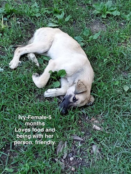 POOR BABIES : IVY