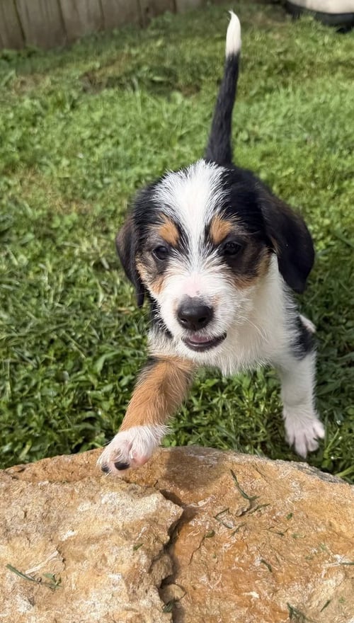 FLORIDA : COCOA - Terrier available for adoption