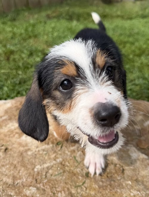 FLORIDA : COCOA - Terrier available for adoption