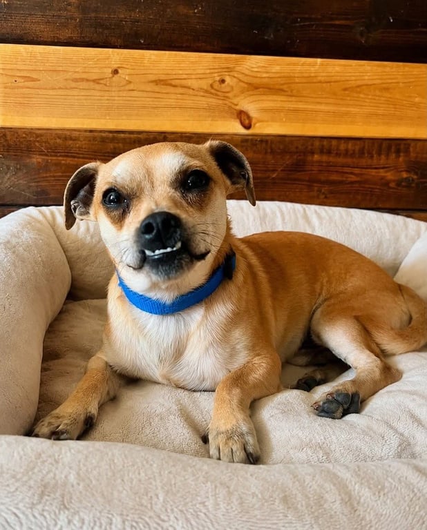 Pokey Chi Image
