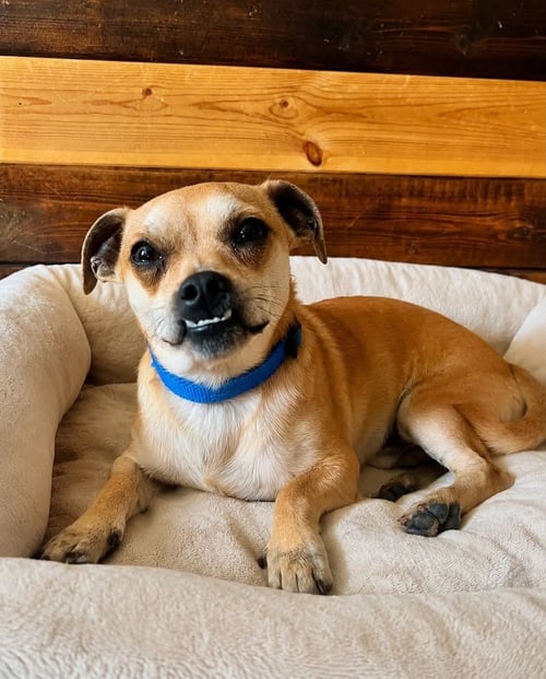 POKEY CHI - Chihuahua available for adoption
