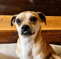 Pokey Chi - Photo 2