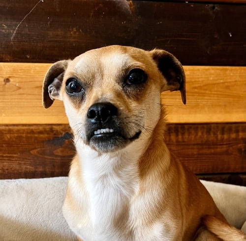 POKEY CHI - Chihuahua available for adoption