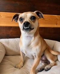 Pokey Chi - Photo 3