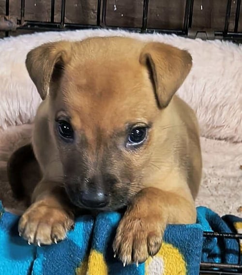 BEE GEES : ROBIN - Labrador Retriever / Terrier available for adoption