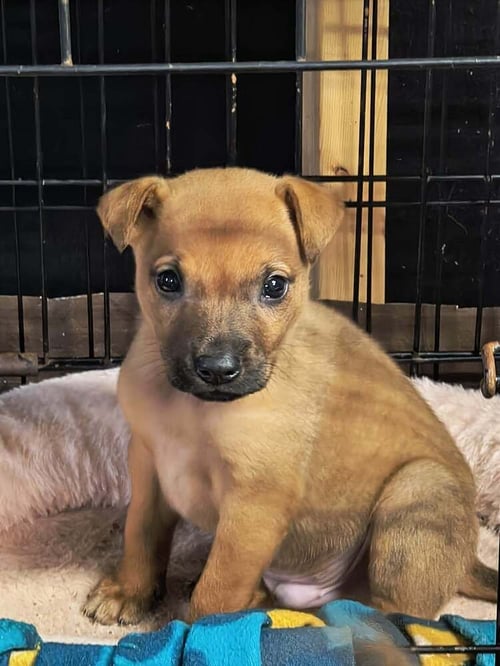 BEE GEES : ROBIN - Labrador Retriever / Terrier available for adoption