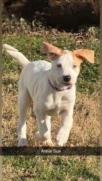 MUPPETS : ANNIE SUE - Catahoula Leopard Dog / Foxhound available for adoption