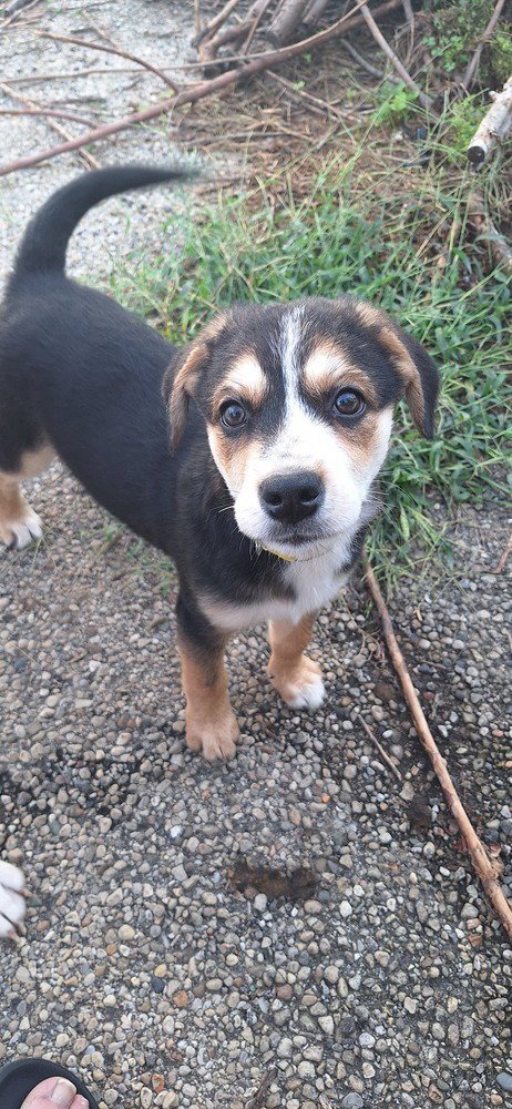 STOOGES : CURLY - Australian Shepherd / Terrier available for adoption