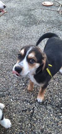 Stooges : Curly - Photo 3