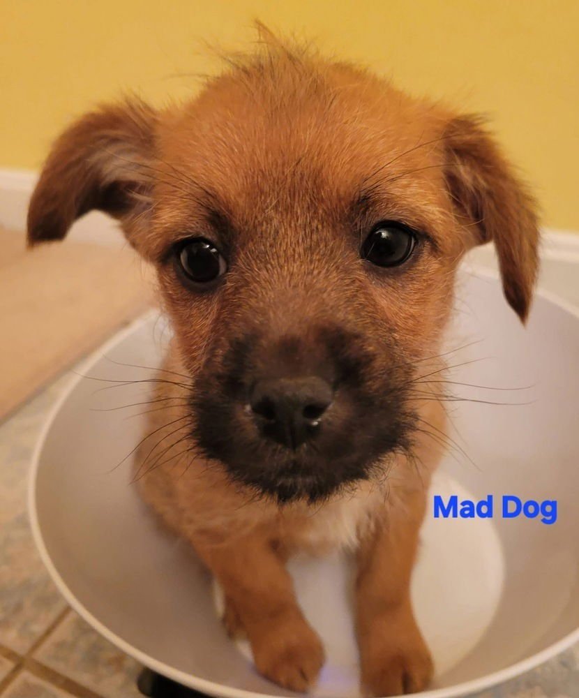 HANNA BARBERA GANG :  MAD DOG - Feist / Cairn Terrier available for adoption
