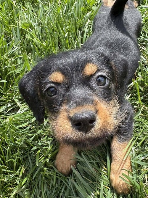 GRILLED CHEESE : BREAD