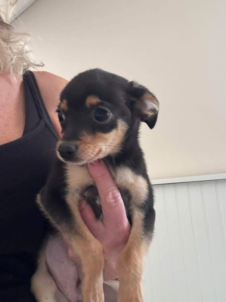 CRUZ - Chihuahua available for adoption