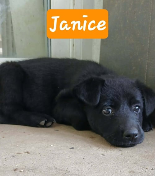 CENTRAL PERK : JANICE - German Shepherd Dog / Labrador Retriever available for adoption