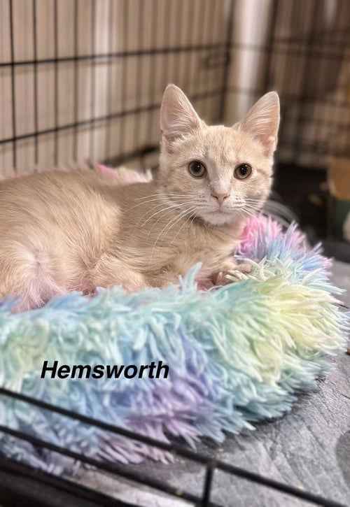FAMOUS BLONDES : HEMSWORTH - Domestic Short Hair available for adoption