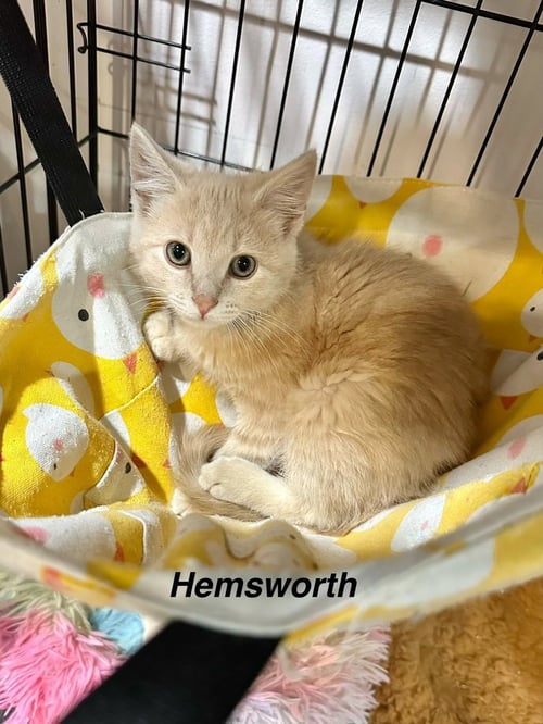 FAMOUS BLONDES : HEMSWORTH - Domestic Short Hair available for adoption