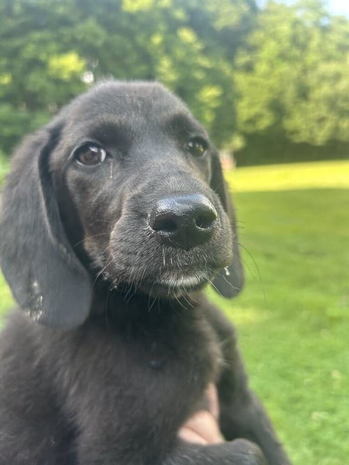 AND PAWS : ANDREVA - Labrador Retriever for adoption in Cincinnati