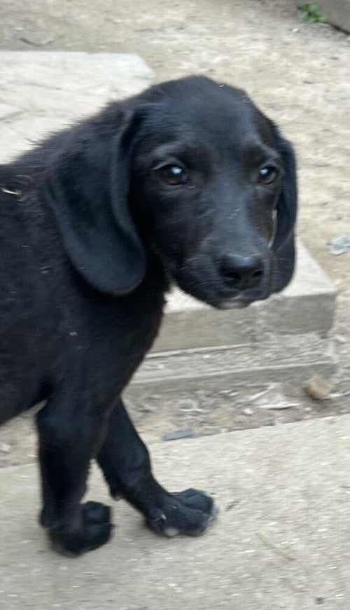 AND PAWS : ANDREVA - Labrador Retriever available for adoption