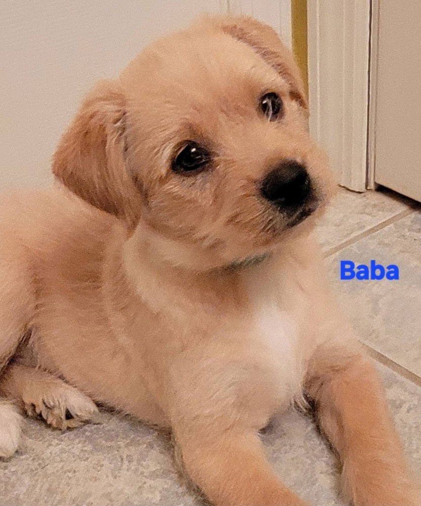 HANNA BARBERA GANG :  BABA - Feist / Cairn Terrier available for adoption