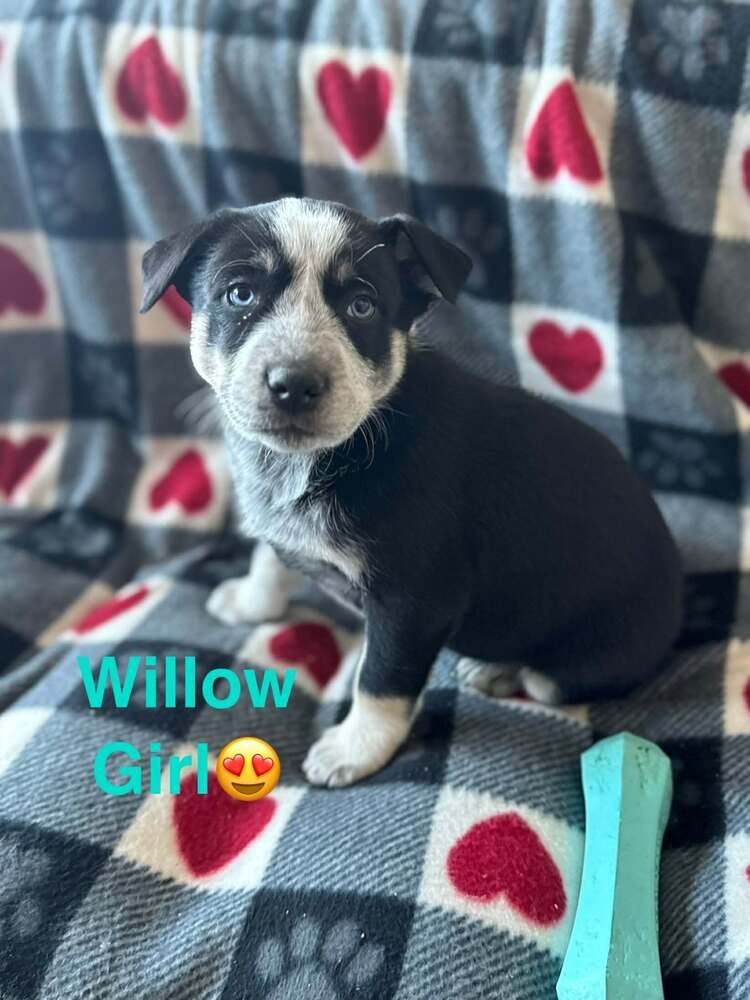 NATURE DAWGS : WILLOW - Alaskan Malamute / Australian Cattle Dog/Blue Heeler available for adoption
