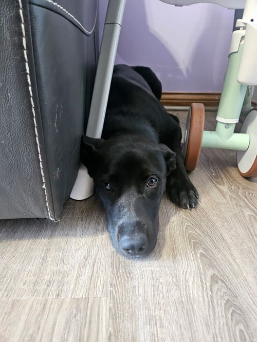 COWBOY CREW : ANNIE - Labrador Retriever / Australian Cattle Dog/Blue Heeler available for adoption
