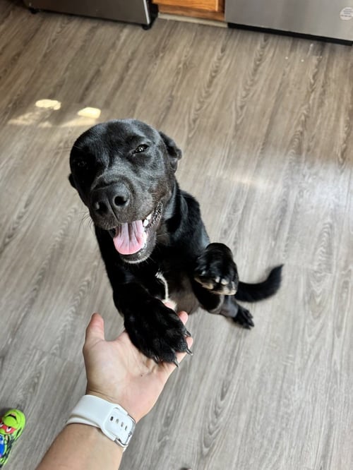COWBOY CREW : ANNIE - Labrador Retriever / Australian Cattle Dog/Blue Heeler available for adoption