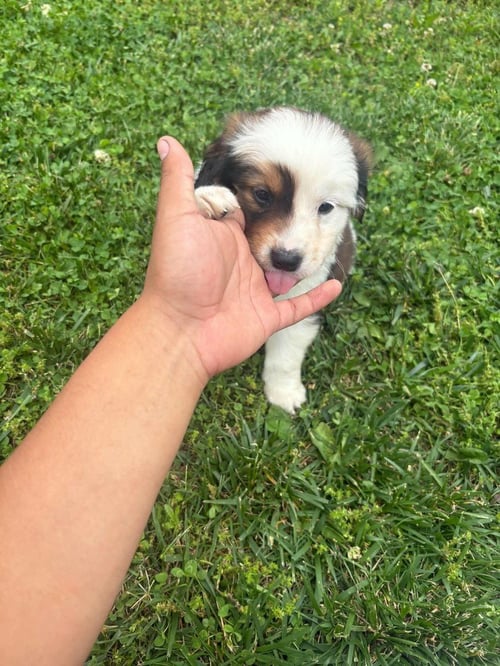 ICE AGE CREW : ELLIE - Saint Bernard / Spaniel available for adoption