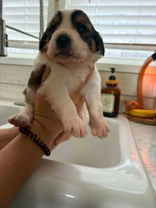 ICE AGE CREW : ELLIE - Saint Bernard / Spaniel available for adoption