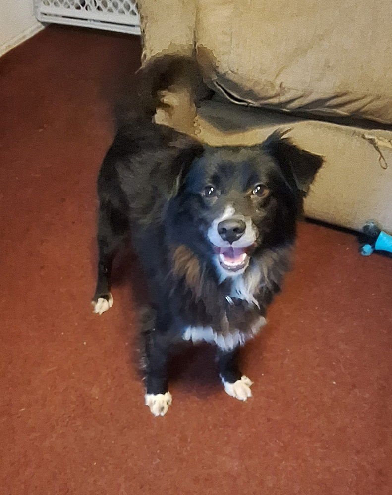 LUCKY - Border Collie / Pomeranian available for adoption