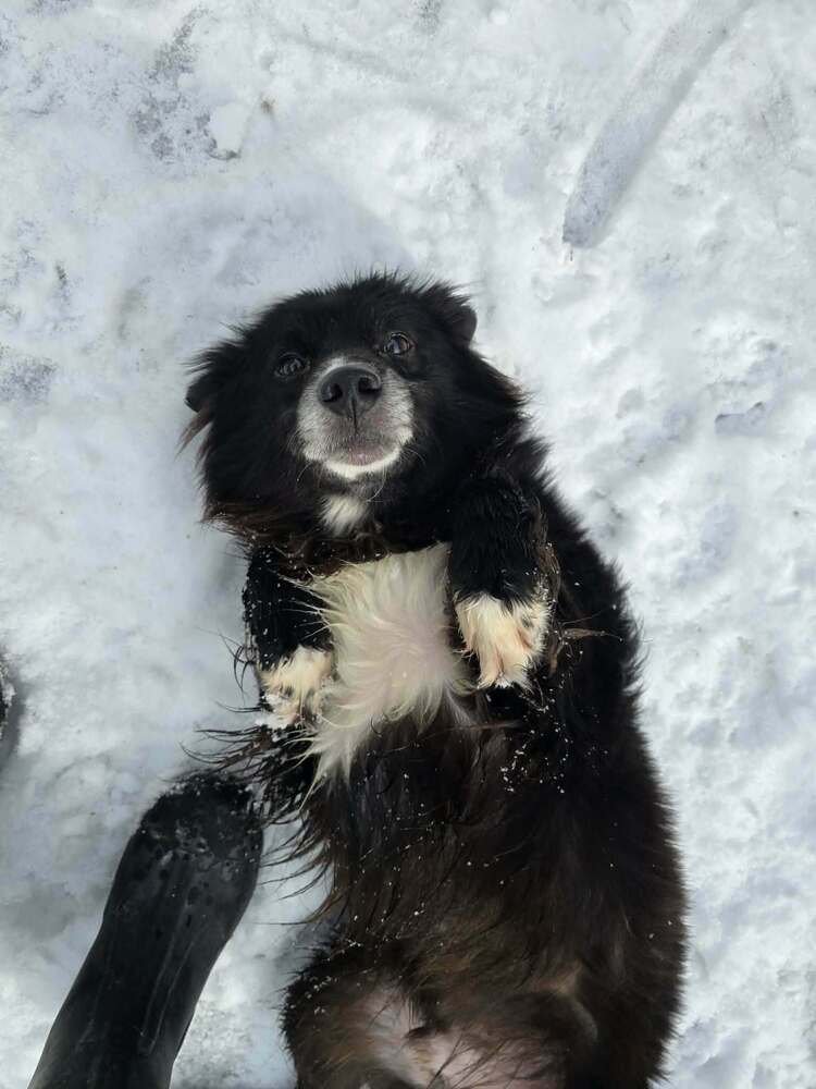 LUCKY - Border Collie / Pomeranian available for adoption