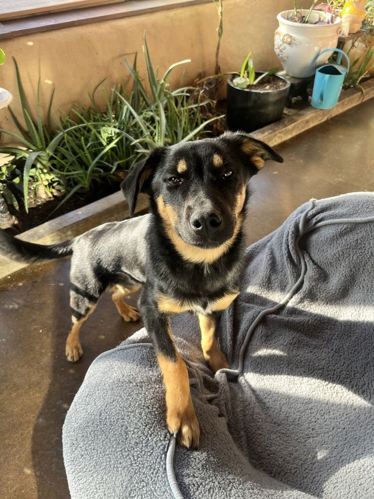 ROCKY B - German Shepherd Dog / Australian Shepherd available for adoption