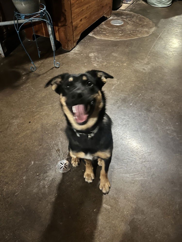 ROCKY B - German Shepherd Dog / Australian Shepherd available for adoption